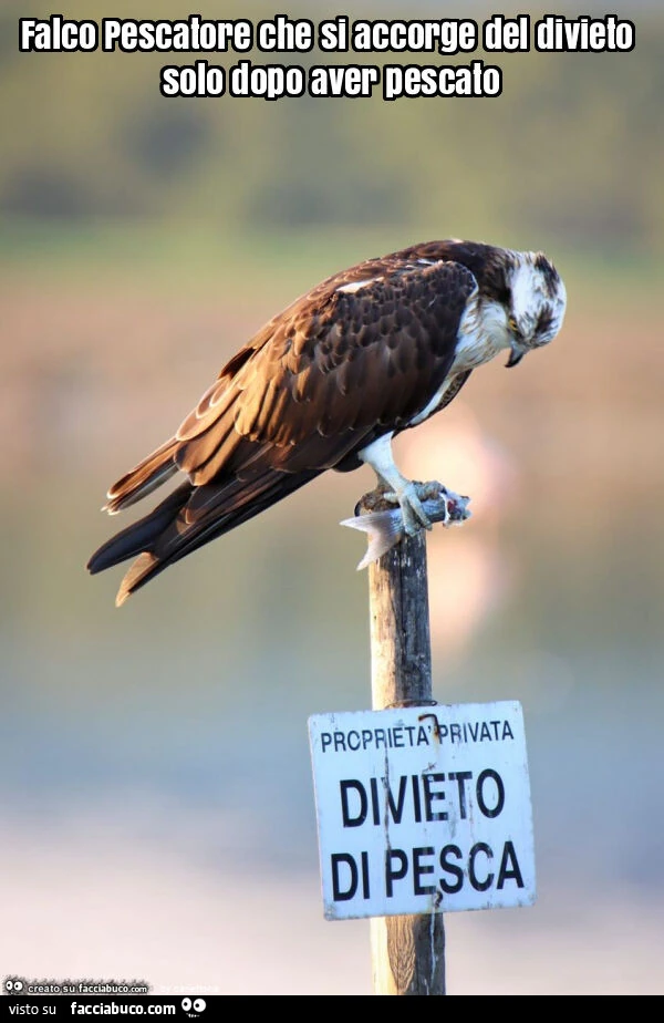 Falco pescatore che si accorge del divieto solo dopo aver pescato