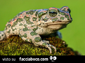 Vaccata