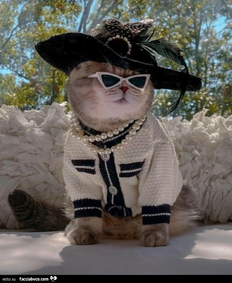Il gatto di Giuditta