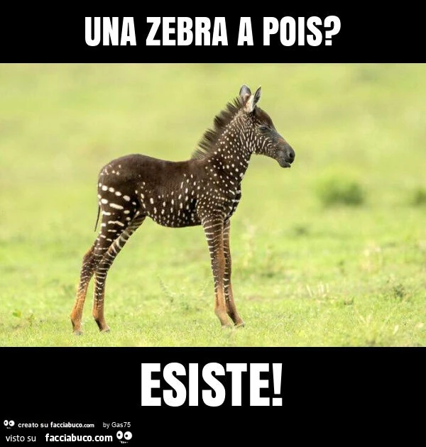 Una zebra a pois? Esiste