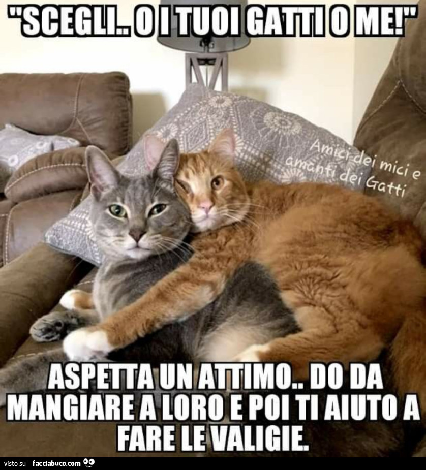 I gatti