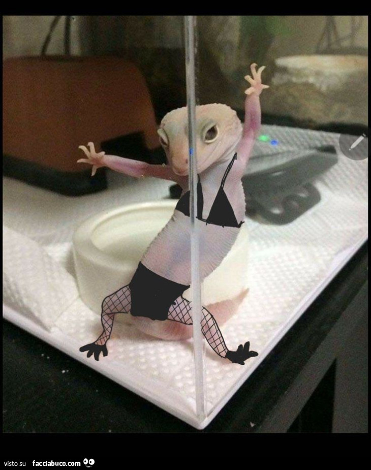 Vaccata