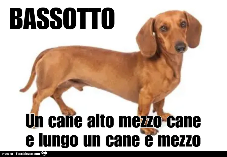 Bassotto, cani, battute