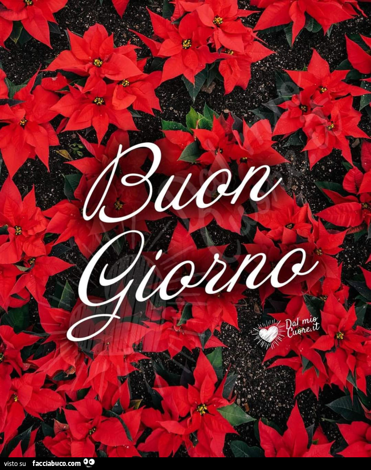 Stelle di Natale. Buon Giorno