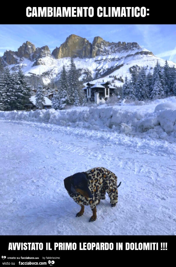 Cambiamento climatico: avvistato il primo leopardo in dolomiti