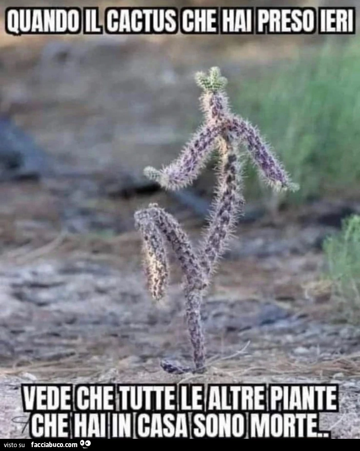 Vaccata