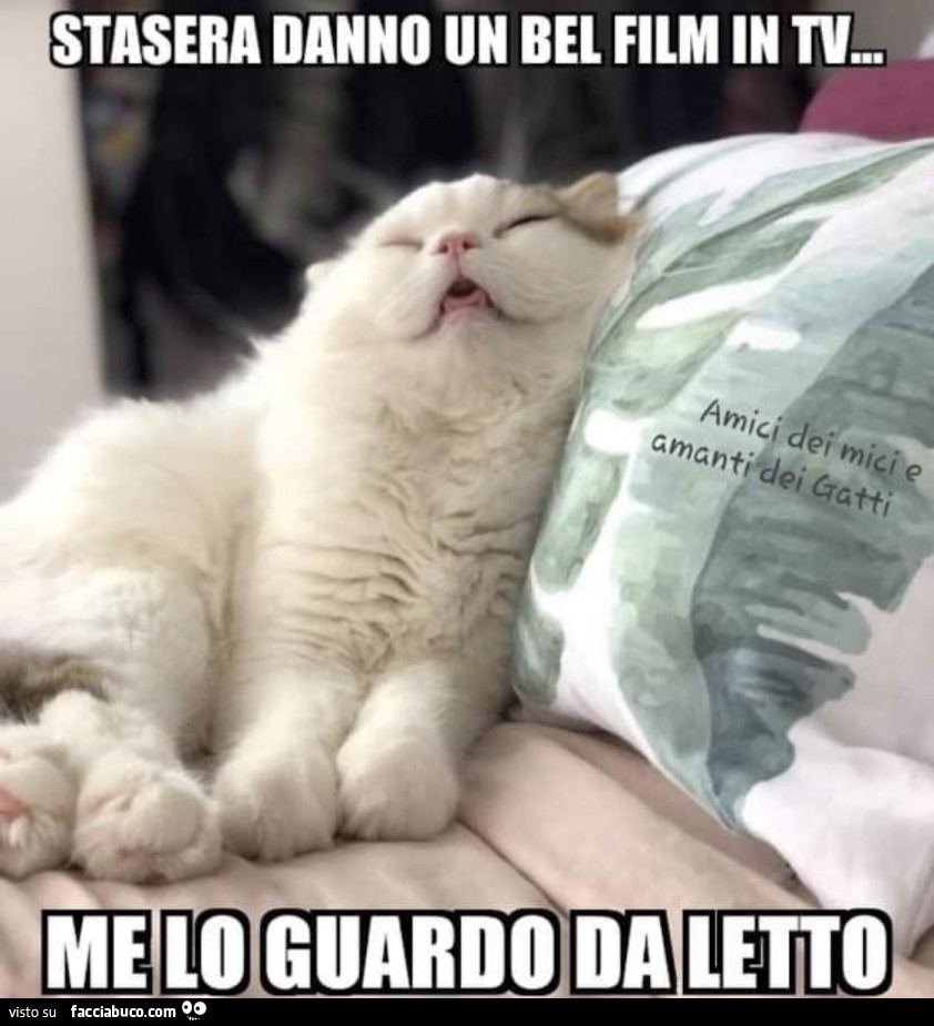 I gatti