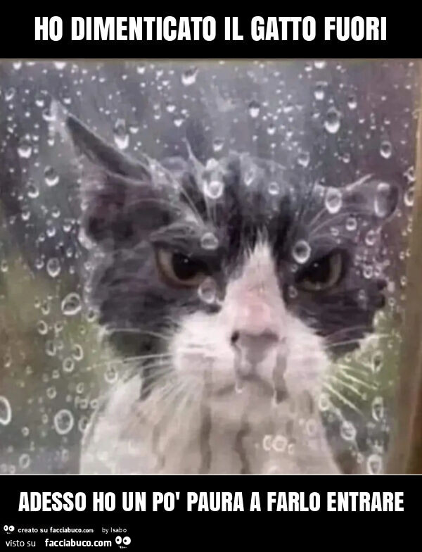 Ho dimenticato il gatto fuori adesso ho un po' paura a farlo entrare