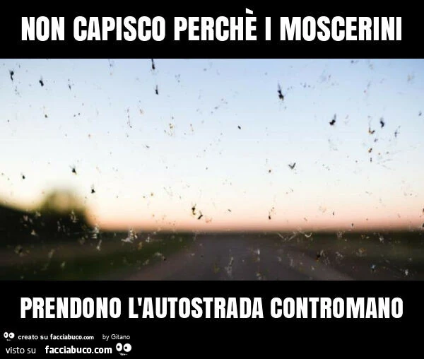 Non capisco perchè i moscerini prendono l'autostrada contromano