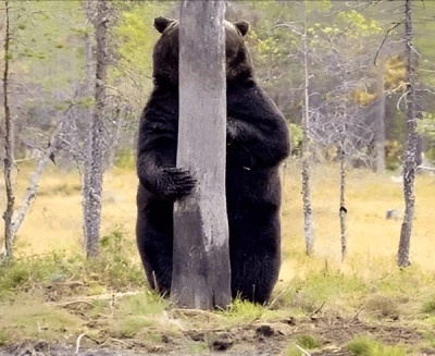 Che animale è?