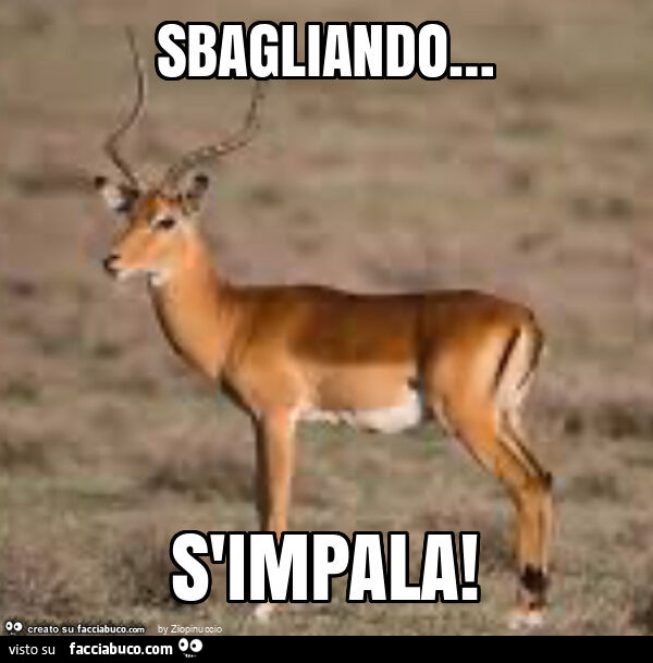 Sbagliando… s'impala