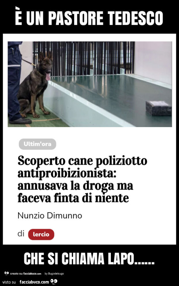 È un pastore tedesco che si chiama lapo