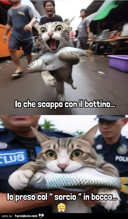 Vaccata