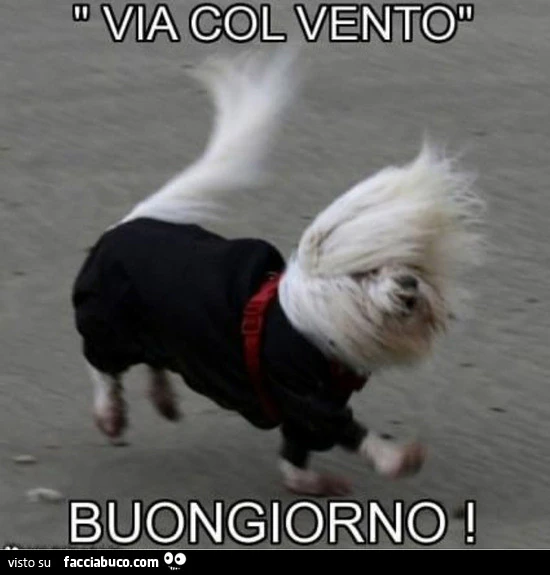 Vaccata
