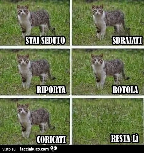 Vaccata