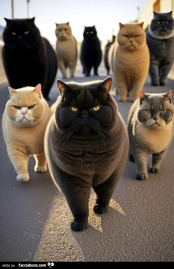 I gatti