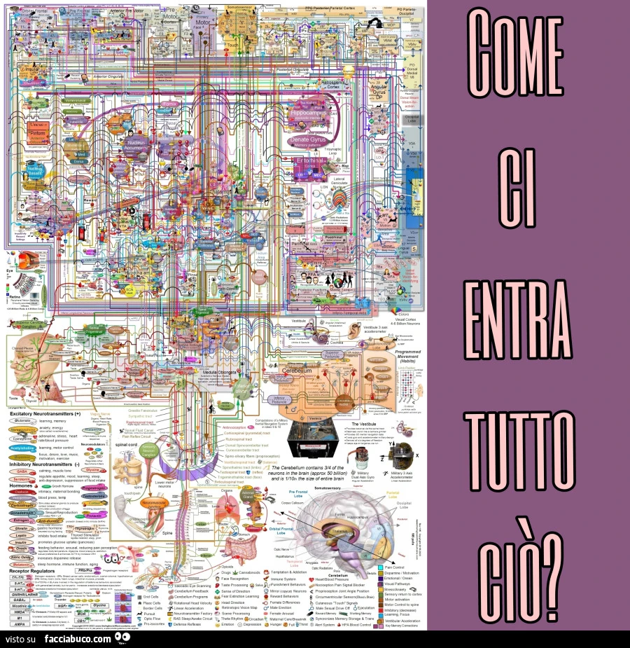 Manuale cervello