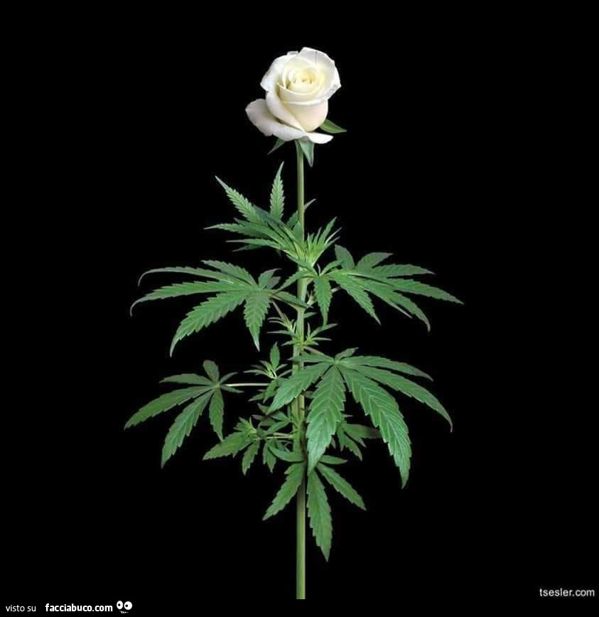 Rosa bianca su marijuana