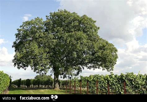 Vaccata