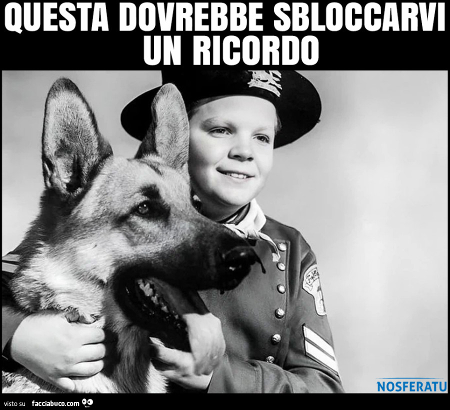 Le avventure di Rin Tin Tin (The Adventures of Rin Tin Tin), serie televisiva statunitense 1954-1959