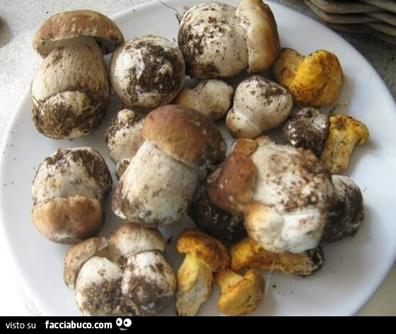 Vaccata