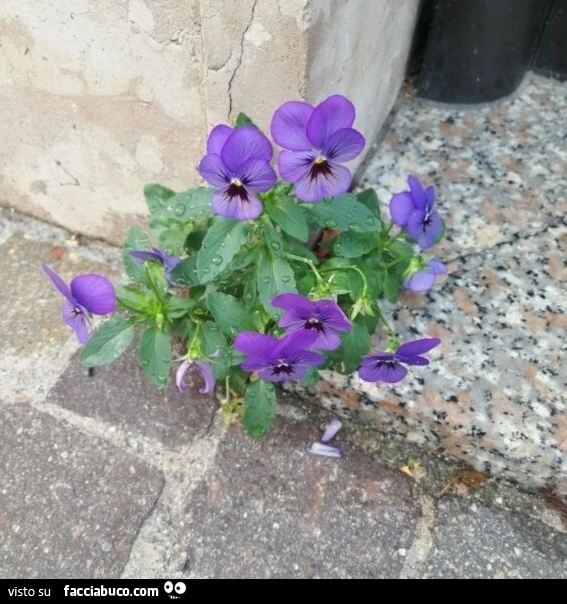 Vaccata