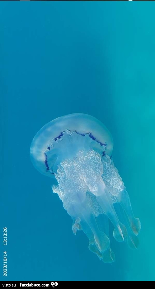 Medusa in acqua