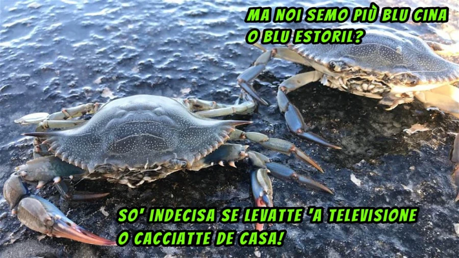 Granchio blu estoril