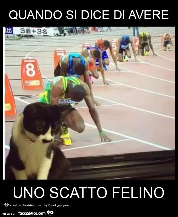 Quando si dice di avere uno scatto felino