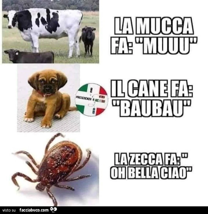 Vaccata