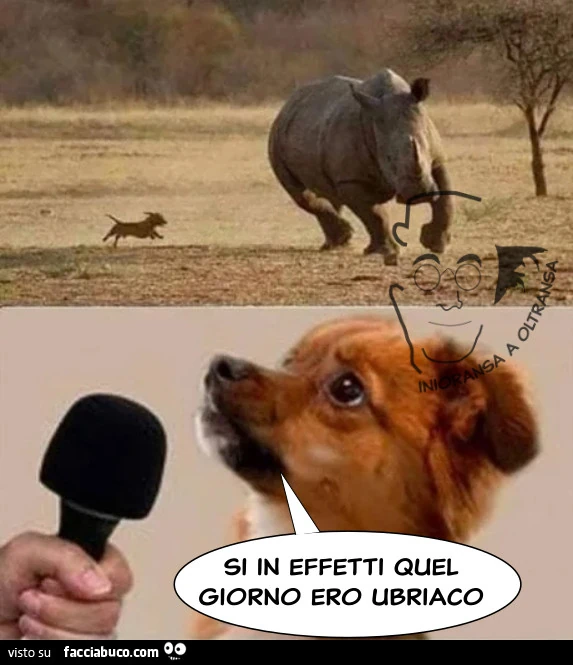 Cane ubriaco
