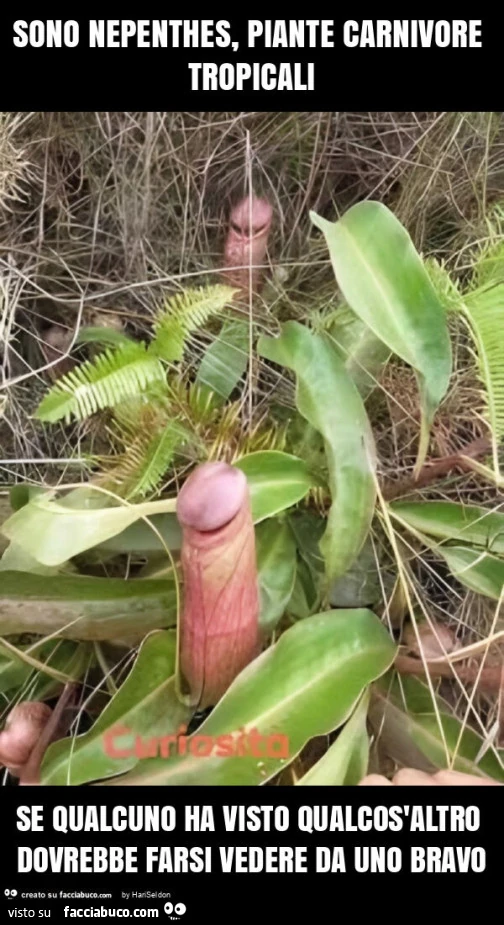 Sono nepenthes, piante carnivore tropicali se qualcuno ha visto qualcos'altro dovrebbe farsi vedere da uno bravo
