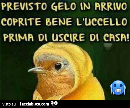 Freddo