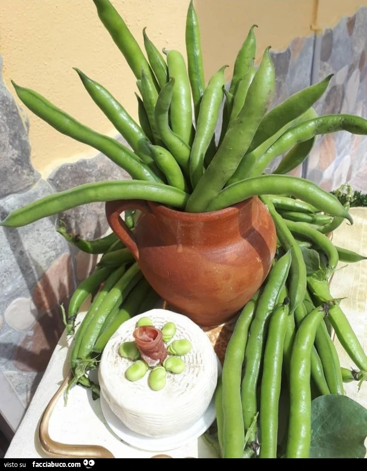 Vaccata