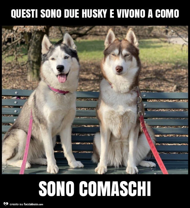 Questi sono due husky e vivono a como sono comaschi