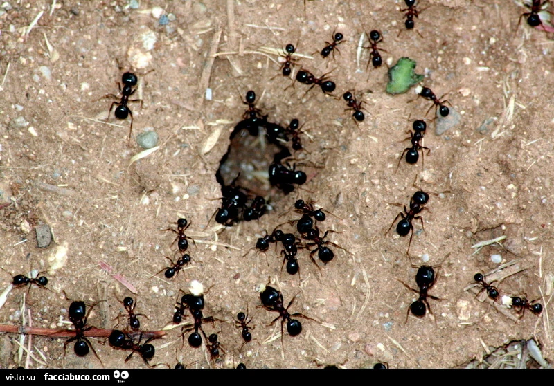 Vaccata
