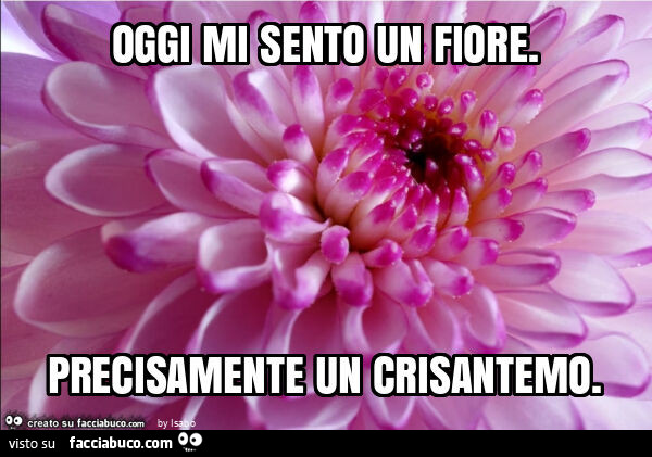 Oggi mi sento un fiore. Precisamente un crisantemo