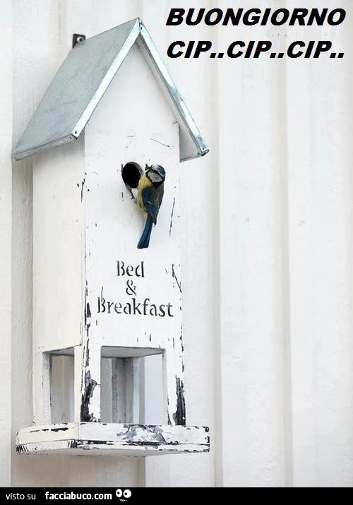 Buongiorno Cip. Cip. Cip. Bed & breakfast