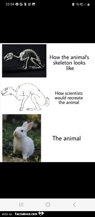 Vaccata