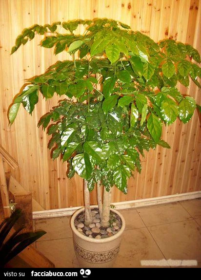 Vaccata