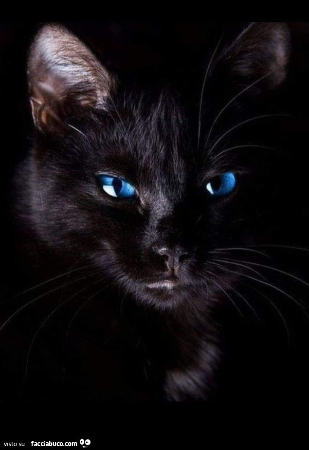 Gatto nero con occhi azzurri
