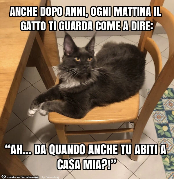 Anche dopo anni, ogni mattina il gatto ti guarda come a dire: “ah&hellip; da quando anche tu abiti a casa mia?! ”