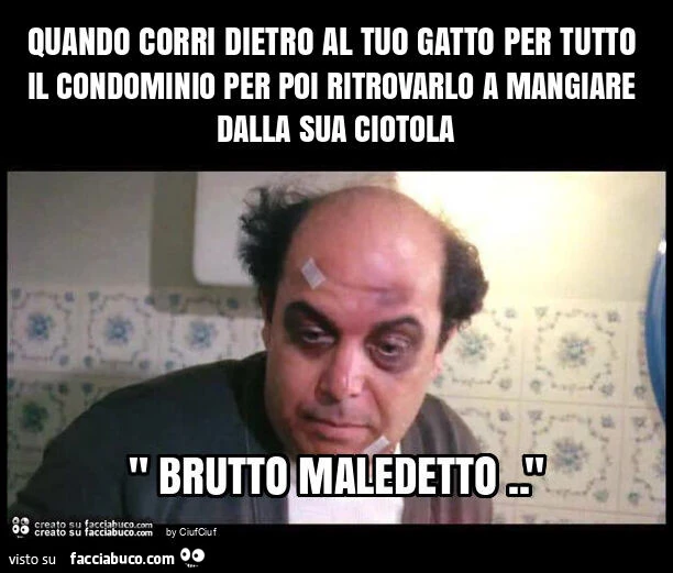 Quando corri dietro al tuo gatto per tutto il condominio per poi ritrovarlo a mangiare dalla sua ciotola