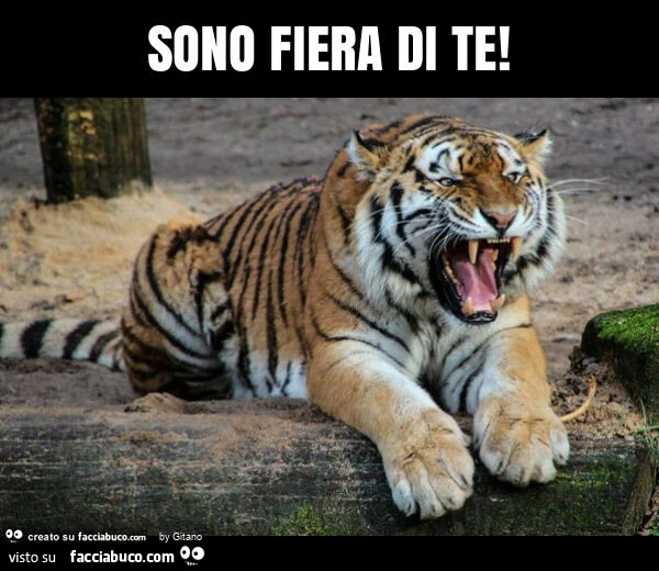 Sono fiera di te