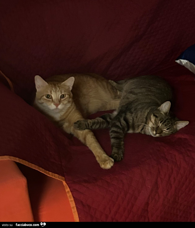 Due gatti sul divano