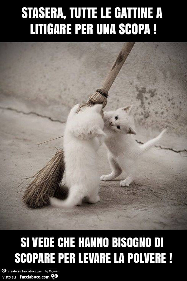 Stasera, tutte le gattine a litigare per una scopa! Si vede che hanno bisogno di scopare per levare la polvere