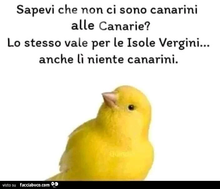 Sapevi che non ci sono canarini alle canarie? Lo stesso vale per le isole vergini&hellip; anche lì niente canarini