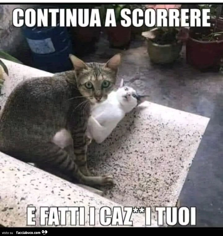 Vaccata