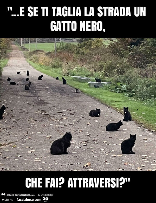 "… e se ti taglia la strada un gatto nero, che fai? Attraversi? "