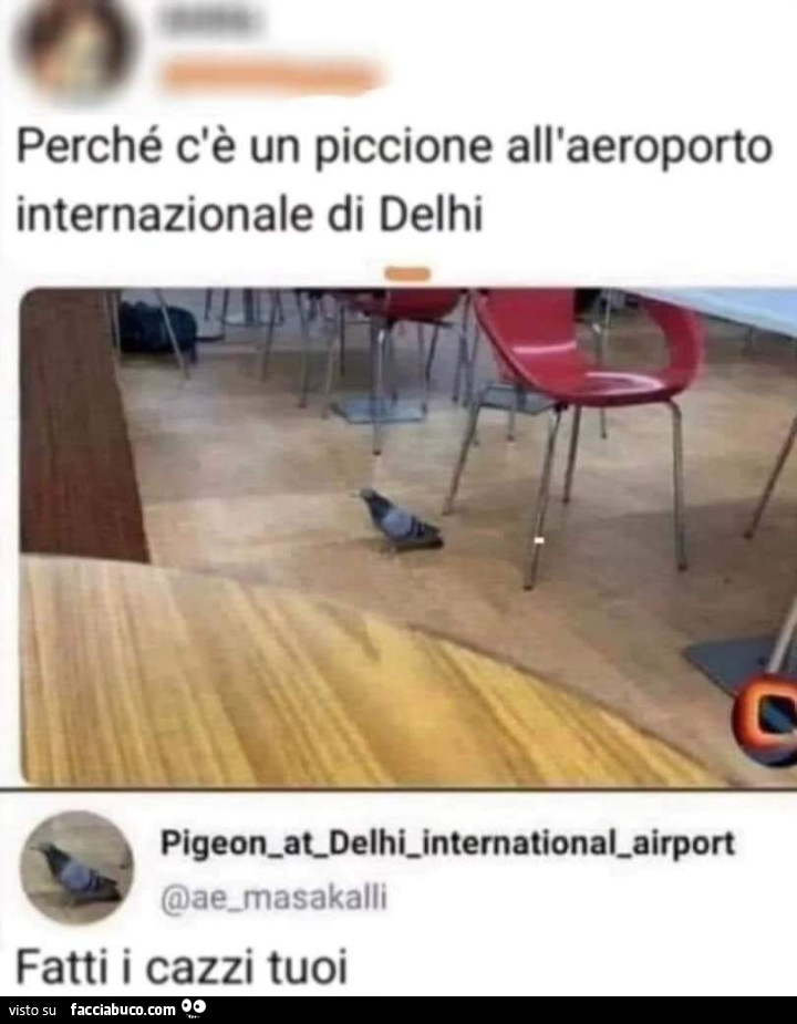 Perché c'è un piccione all'aeroporto internazionale di delhi. Fatti i cazzi tuoi